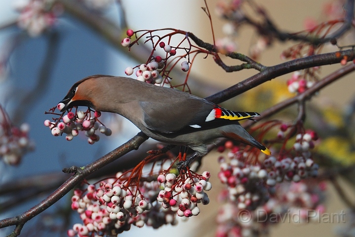 Waxwing - G.jpg - Waxwing eating berries - Cheltenham
